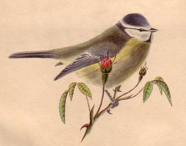 Popis: Popis: image002