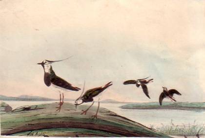 Popis: Popis: image006