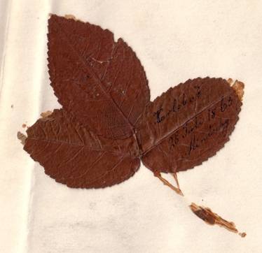 Popis: Popis: image002