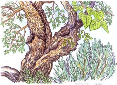 Popis: Popis: Popis: Popis: Popis: Popis: Die Ulme in Gy Else Fritschl 2000